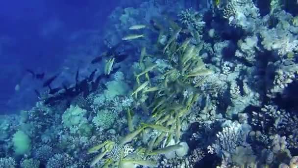 Удивительные Подводные Живописные Моменты Величественного Мира Красного Моря — стоковое видео