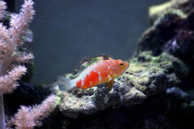 Pelicier Şahin Balığı - Plectranthias pelicieri