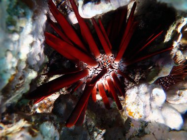 Kırmızı kalem kestanesi - Heterocentrotus mamillatus