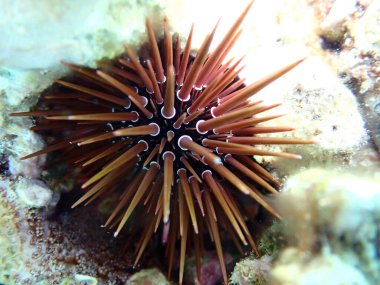 Burrowing urchin - Echinometra mathaei