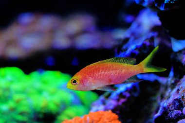 Randall's Anthias - (Pseudanthias randalli) 
