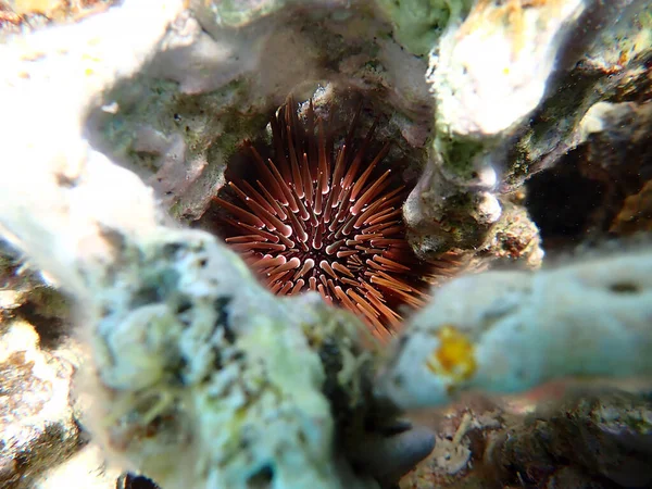 Burrowing Urchin Echinometra Mathaei — Foto Stock