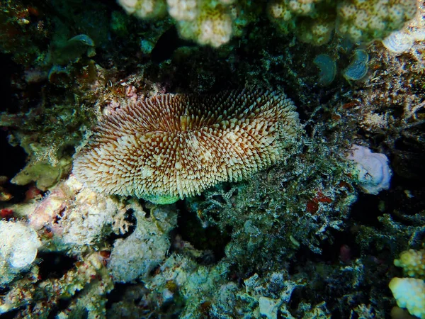 Ctenactis Echinata Free Living Species Solitary Disc Coral Family Fungiidae — Stock Photo, Image
