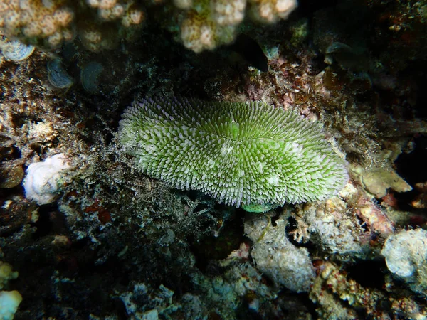 仙人掌 Ctenactis Echinata 是仙人掌科 Fungiidae 中一种自由生活的孤岛珊瑚物种 — 图库照片