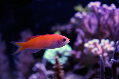 Randall's Anthias - (Pseudanthias randalli) 