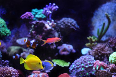 Randall's Anthias - (Pseudanthias randalli) 