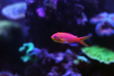 Randall's Anthias - (Pseudanthias randalli) 