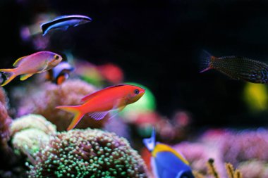 Randall's Anthias - (Pseudanthias randalli) 