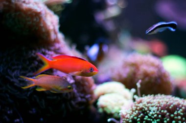 Randall's Anthias - (Pseudanthias randalli) 