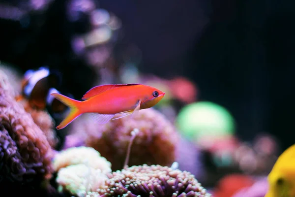 stock image Randall's Anthias - (Pseudanthias randalli) 