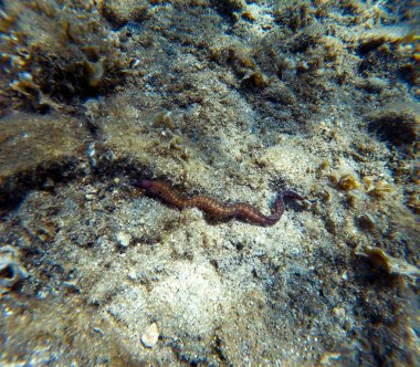 Akdeniz morayı (ayrıca Roma yılan balığı olarak da bilinir, Muraena helena), yılanbalığı familyasından bir balık türü..