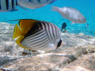 İplik yüzgeci kelebekbalığı - (Chaetodon auriga)