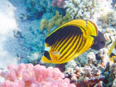 Kızıl Deniz rakunu kelebek balığı - (Chaetodon fasciatus)