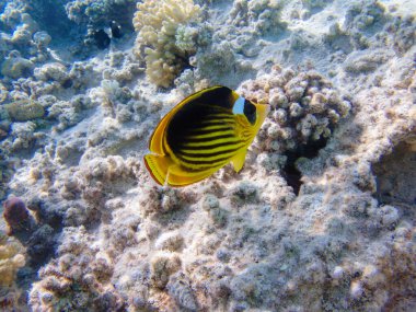 Kızıl Deniz rakunu kelebek balığı - (Chaetodon fasciatus)