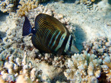 Zebrasoma Veliferum Cerrah balığı, sualtı sahnesi  