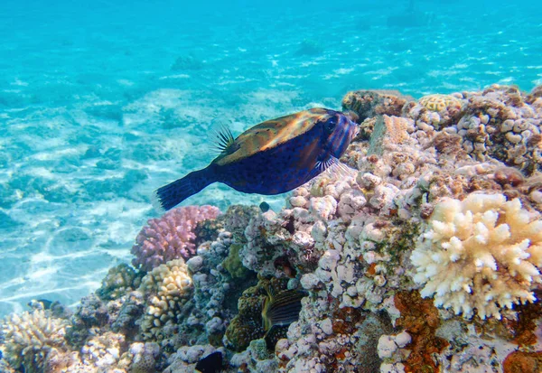 Unterwasserszene Mit Weißfleckigen Buchsfischen Ostracion Meleagris — Stockfoto
