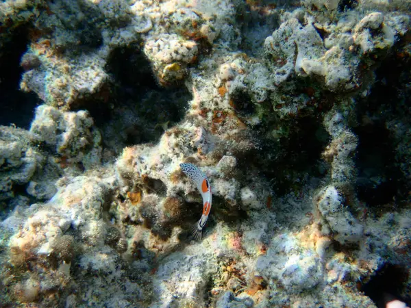 Clown Coris Wrasse Fish Coris Aygula — Stock Photo, Image