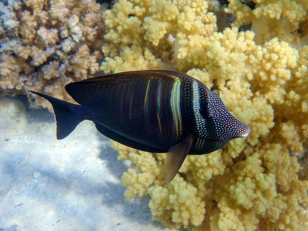 Zebrasoma Veliferum Cerrah Balığı Sualtı Sahnesi — Stok fotoğraf