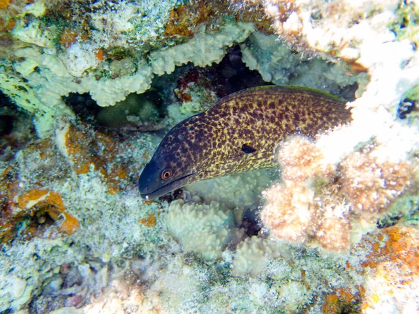 地中海鳗鱼 Mediterranean Moray 有时也被称为罗马鳗鱼 Muraena Helena 是一种鳗鱼科的鱼类 — 图库照片