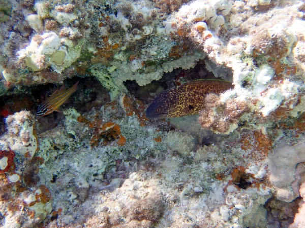 Mediterranean Moray Sometimes Also Called Roman Eel Muraena Helena Fish — Stock Photo, Image