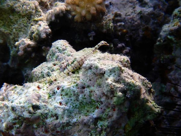 Fotografía Subacuática Pez Caña Amarilla Corythoichthys Flavofasciatus — Foto de Stock