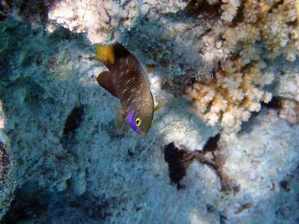 トロピカルサンゴ礁の水中ビュー ジュエルダムセルフィッシュ — ストック写真