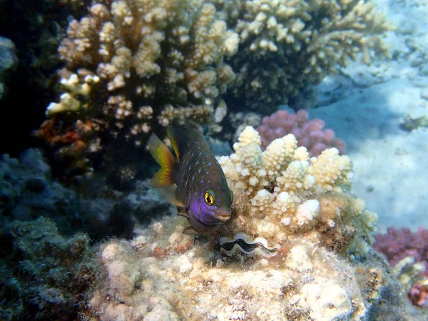 Підводний Вид Тропічний Кораловий Риф Дорогоцінним Камінням Plectroglyphidodon Laycrymatus — стокове фото
