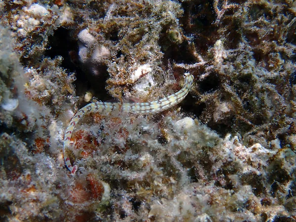 Onderwaterfoto Van Geelbandpijpvis Corythoichthys Flavofasciatus — Stockfoto