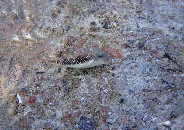 Bennett Sharpnose Pufferfish 칸티가스터 베네티 — 스톡 사진