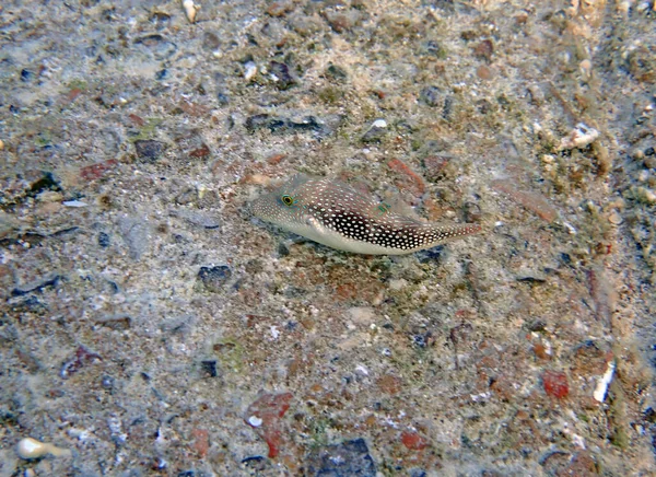 Bennett Sivri Burunlu Kirpi Balığı Canthigaster Bennetti — Stok fotoğraf