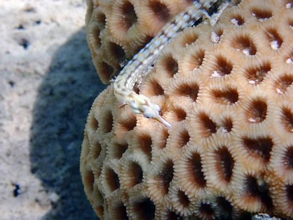 Fotografía Subacuática Pez Caña Amarilla Corythoichthys Flavofasciatus —  Fotos de Stock