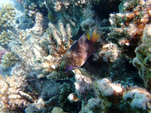 トロピカルサンゴ礁の水中ビュー ジュエルダムセルフィッシュ — ストック写真
