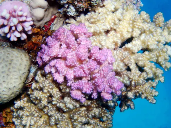 Види Pocillidae Кам Янистий Корал Морі — стокове фото