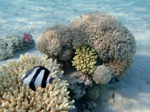 水中サンゴ礁シーン ダムセルフィッシュ — ストック写真