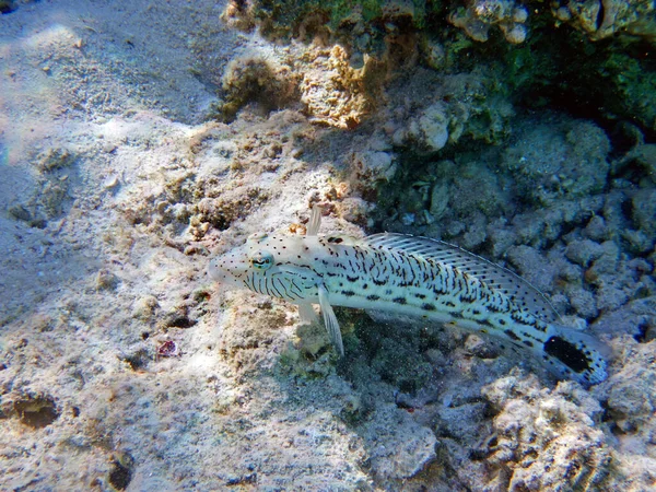 Пятнистая Песчаная Рыба Parapercis Hexophtalma — стоковое фото