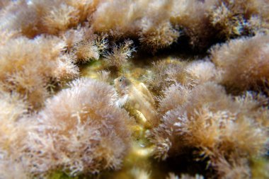 Sfenks blenny balığı, sualtı sahnesi - (Aidablennius sfenks)