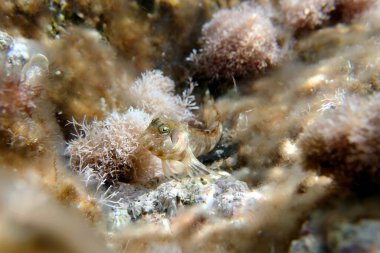 Sfenks blenny balığı, sualtı sahnesi - (Aidablennius sfenks)