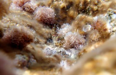 Sfenks blenny balığı, sualtı sahnesi - (Aidablennius sfenks)