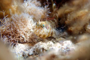 Sfenks blenny balığı, sualtı sahnesi - (Aidablennius sfenks)