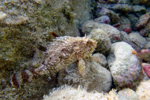 Black Scorpionfish Scorpaena Porcus Подводная Фотография — стоковое фото