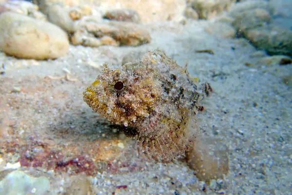 Black Scorpionfish Scorpaena Porcus Undersea Photography — Stock Photo, Image