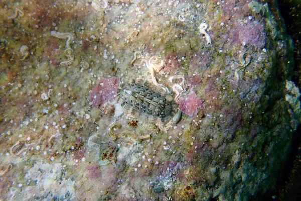 Chiton Sebuah Poliplakophoran Laut Moluska Dalam Keluarga Chitonidae — Stok Foto
