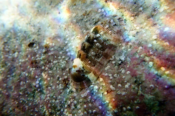 Chiton Mořský Polyplacoran Měkkýš Čeledi Chitonidae — Stock fotografie