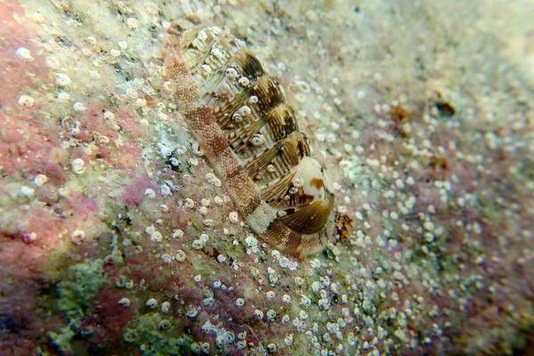 Chiton Marine Polyplacophoran Bløddyr Familien Chitonidae - Stock-foto