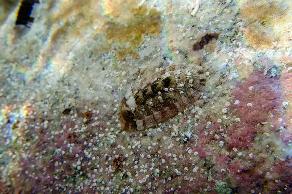 Chiton Mollusco Poliplacoforo Marino Della Famiglia Chitonidae — Foto Stock