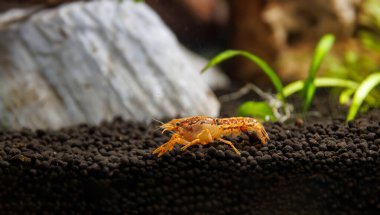 Dwarf orange crayfish - (Cambarellus patzcuarensis) clipart
