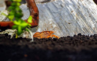 Cüce turuncu kerevit - (Cambarellus patzcuarensis)