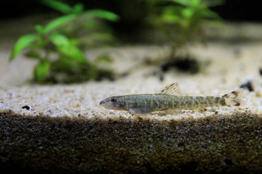 Taş loach (Barbatula barbatula) tatlı su ışın yüzgeçli balık
