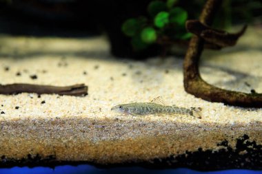 Taş loach (Barbatula barbatula) tatlı su ışın yüzgeçli balık