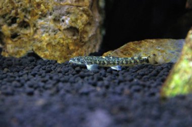 Taş loach (Barbatula barbatula) tatlı su ışın yüzgeçli balık